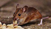 24 Hour & Emergency Exterminators in Taxahaw, SC